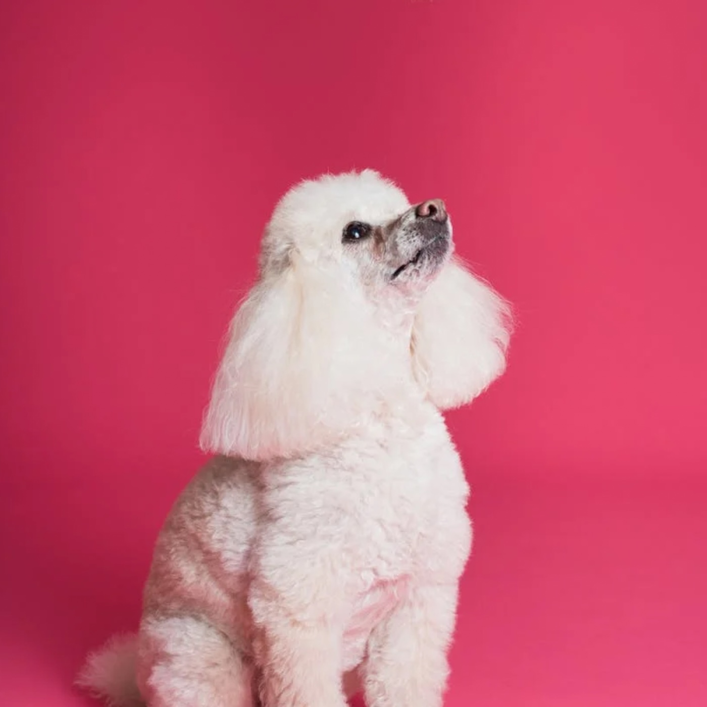 ADB Petite 79 Euro Lowest Price Guarantee in Europe